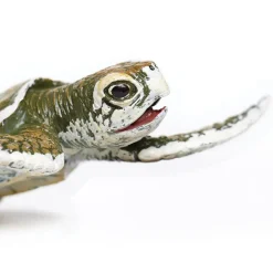 Safari Ltd Figura Kemps Ridley Sea Turtle Baby