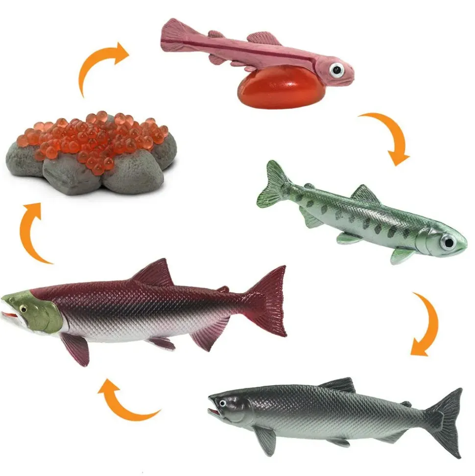 Safari Ltd Figura Life Cycle Salmon
