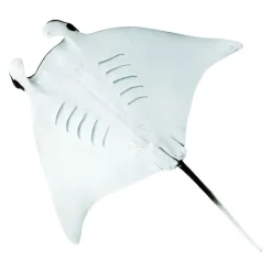 Safari Ltd Figura Manta Ray Sea Life